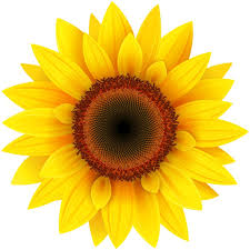 Sunflower Png Clipart Picture Gallery
