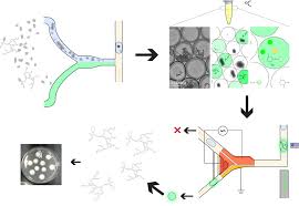 Screening Filamentous Fungi