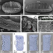 flexible armor based on chiton scales