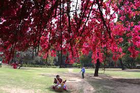 Discover Delhi The Pink Bloom That Can