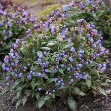 25 Perennials For Shade Garden Design