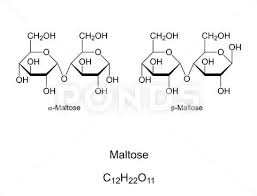 Maltose Also Malt Sugar Or Maltobiose