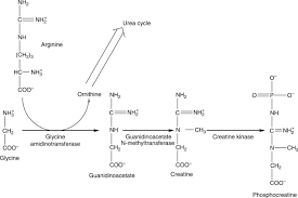 Krebs Cycle An Overview