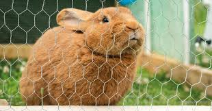 Garden With A Rabbit Proof Fence