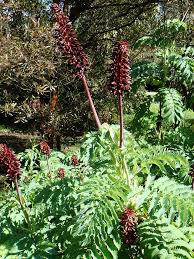 Melianthus Major Wikipedia