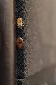 How To Prevent Bed Bugs Trusted Since