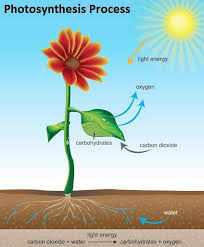 Chlorophyll Containing Cells Of Leaves