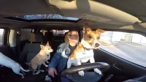 Dog Takes A Turn At Driving Stock