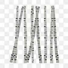 Birch Trees Png Transpa Images Free