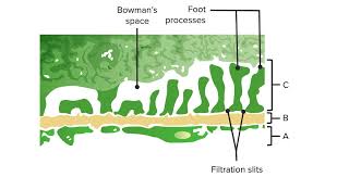 Glomerular Filtration Renal Physiology