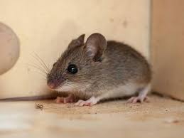 Mice In New Jersey Where Mice Hide In