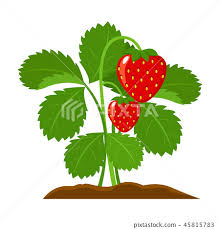 Strawberry Icon Cartoon Single Plant
