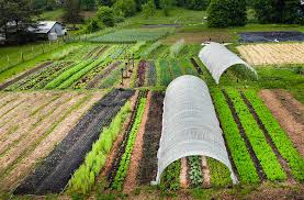 No Till Gardening Farming Living