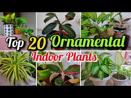 Shade Loving Ornamental Indoor Plants