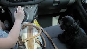 Cute Black Dog Driving On Passenger Car