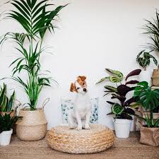 Pet Safe House Plants Gardeners Dream