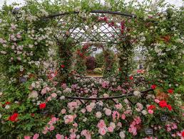 Peter Beales Roses Classic Garden