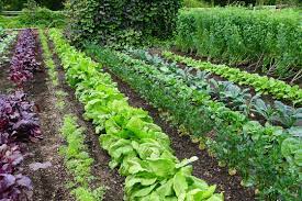 Vegetable Garden Images Browse 2 842