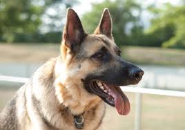 German Shepherd Puppies