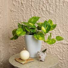 10 Small Houseplants Perfect For Tight