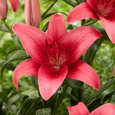 Garden State Bulb 14 16 Cm Pink County