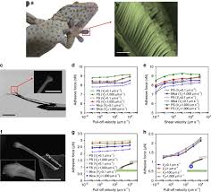 Gecko Spatulae And Their Bio Mimics