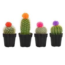Altman Plants 2 5 In Cactus With Faux