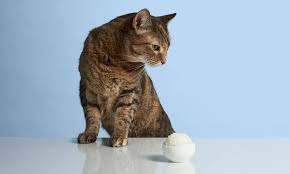 Can Cats Eat Rice Everything You Need