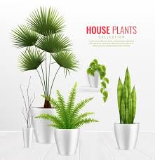 Realistic Plants Vectors