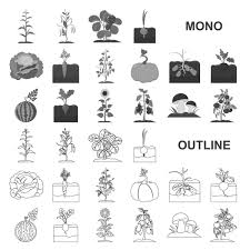 Plant Vegetable Outline Icons In Set