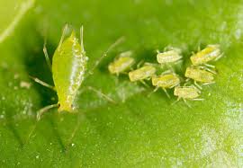 Control Aphids In Your Greenhouse