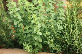Growing Herbs Workhorse Plants For