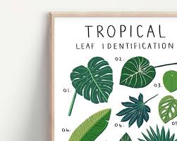 Tropical Leaves Identification Print