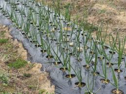 How To Kill Weeds With Plastic Sheeting