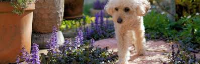 Your Guide To Poisonous Plants For Dogs