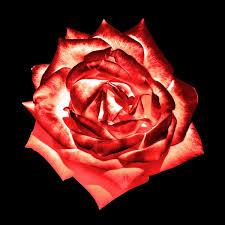 Red Rose Icon Stock Photos Royalty