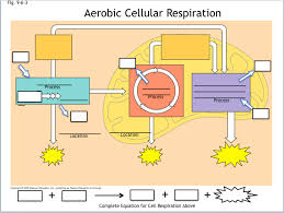 Cell Respiration 2021 Diagram Quizlet