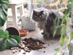 How To Keep Cats Away From Plants 19