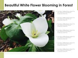 Beautiful White Flower Blooming In