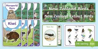 New Zealand Native Birds Display Pack