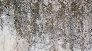 Rough Concrete Dirty Fungus Or Mold