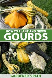 Grow Ornamental And Hards Gourds