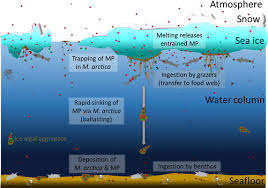 Arctic Sea Ice Alga Melosira Arctica