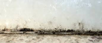 Damp And Mould