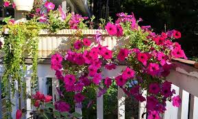 How To Grow The Most Gorgeous Petunias