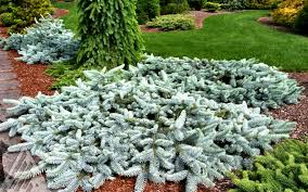 Low Maintenance Groundcover Conifers