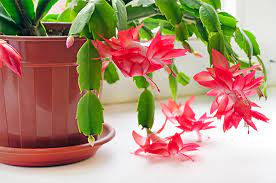 Indoor Plants That Are Pet Safe
