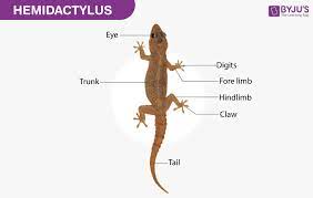 Hemidactylus Diagram And Description