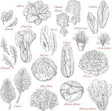 Salads And Leafy Vegetables Vector