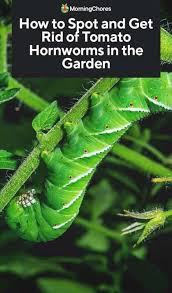 Tomato Hornworms